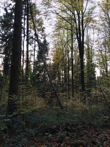 Durch den Wieswald ins Xaveriental