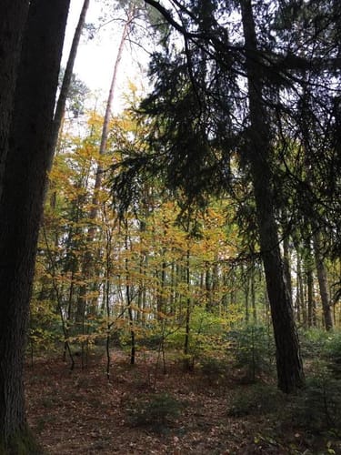 Durch den Wieswald ins Xaveriental