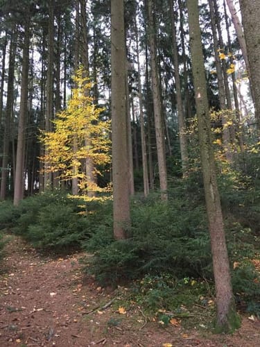 Durch den Wieswald ins Xaveriental
