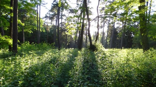 Uedem: Durch den Hochcwald (A4)