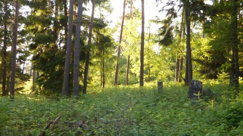 Uedem: Durch den Hochcwald (A4)