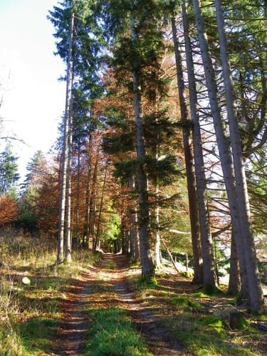 Entlang der Wertach bei Wald