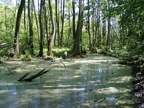 Krummensee - Sutschketal
