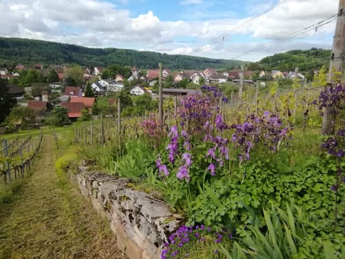 Ochsenbach - Burgruine Blankenhorn