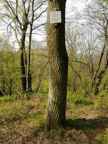 Illingen - Klostersee - Burgberg