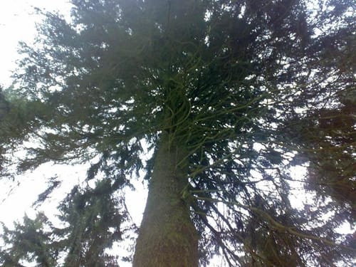 Runde in Königsfichte