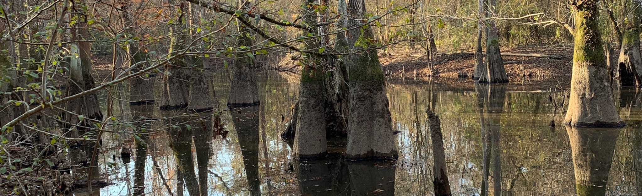 Oil Well Road Trail, Louisiana 16 Reviews, Map AllTrails