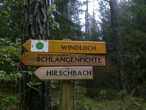 Windloch Höhle und Schlangenfichte ab Vorra