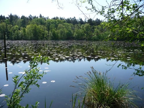 Um Gliensee und Rohrteich