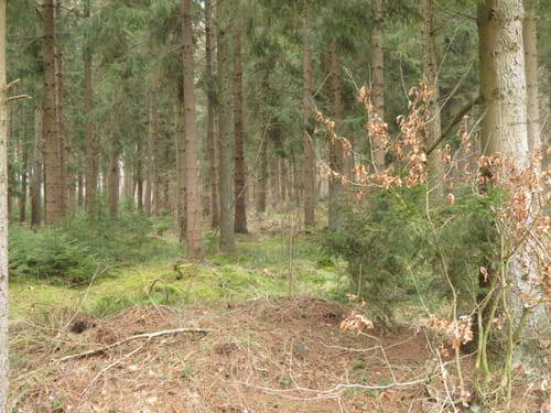 Runde um Südholt