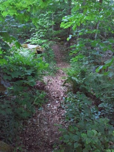 Cham: Großer Buchberg und Schloßberg