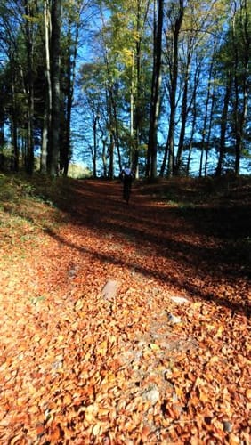 MTB: Wilhelmsdorf - Königseggwald - Ebenweiler - Feldmoos