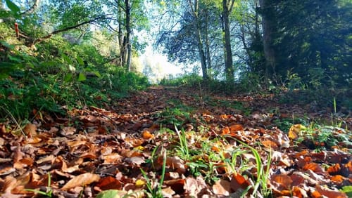 MTB: Wilhelmsdorf - Königseggwald - Ebenweiler - Feldmoos