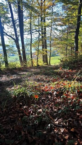 MTB: Wilhelmsdorf - Königseggwald - Ebenweiler - Feldmoos