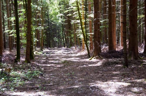 Rundweg zum Eichelberg