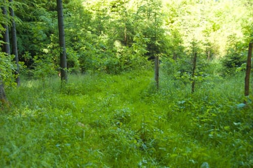 Rundweg zum Eichelberg