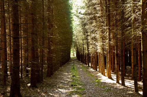 Rundweg zum Eichelberg
