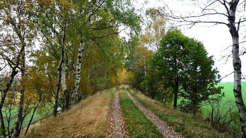 Auf Alter Bahnstrecke im Beuthaer Wald