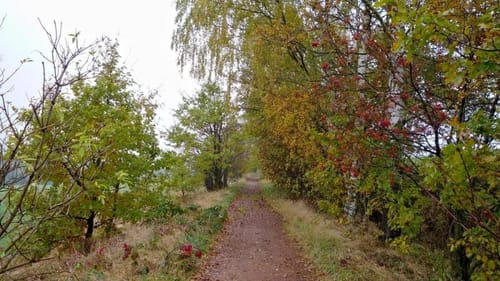 Auf Alter Bahnstrecke im Beuthaer Wald