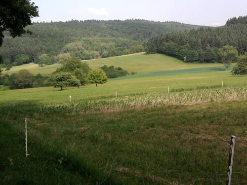 Von Königsbach über Ellmendingen