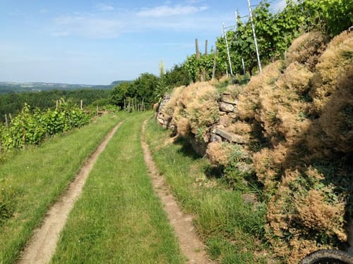 MTB Runde: Eichelberg - Sauberg - Knittlingen