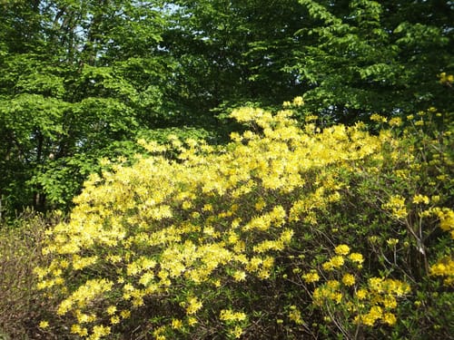 Ohrbergpark