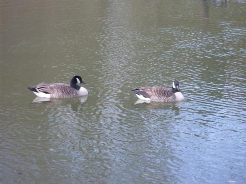 Herrenstrunder Teich