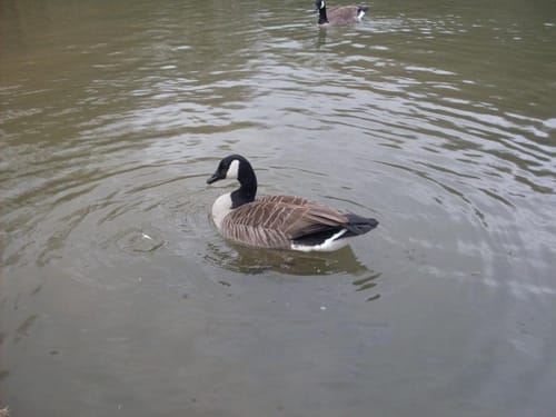 Herrenstrunder Teich