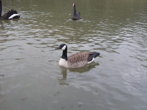 Herrenstrunder Teich