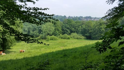 Bergischer Weg Etappe 9: Overath - Much