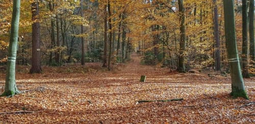 Schöllkrippen 2: Streifzug durch die Erdgeschichte