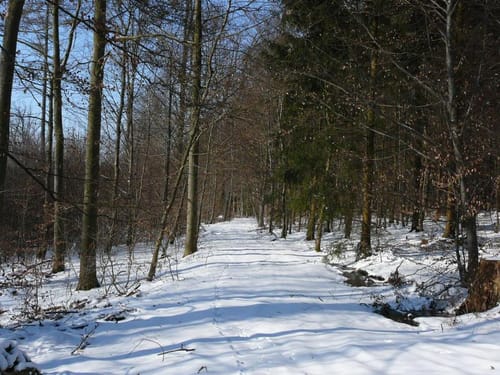 Klingenhof nach Gellmersbach über Buchhorn zurück