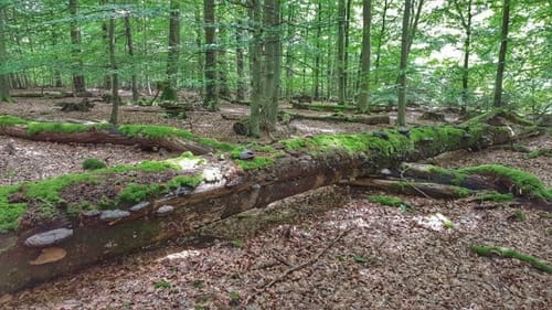 Über Eichhall - Hoher Knuck - NSG Hafenlohrtal