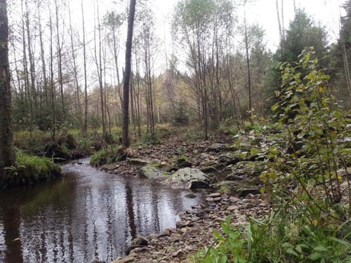 Bärenpfad - Von Grafenau ins Bärengehege