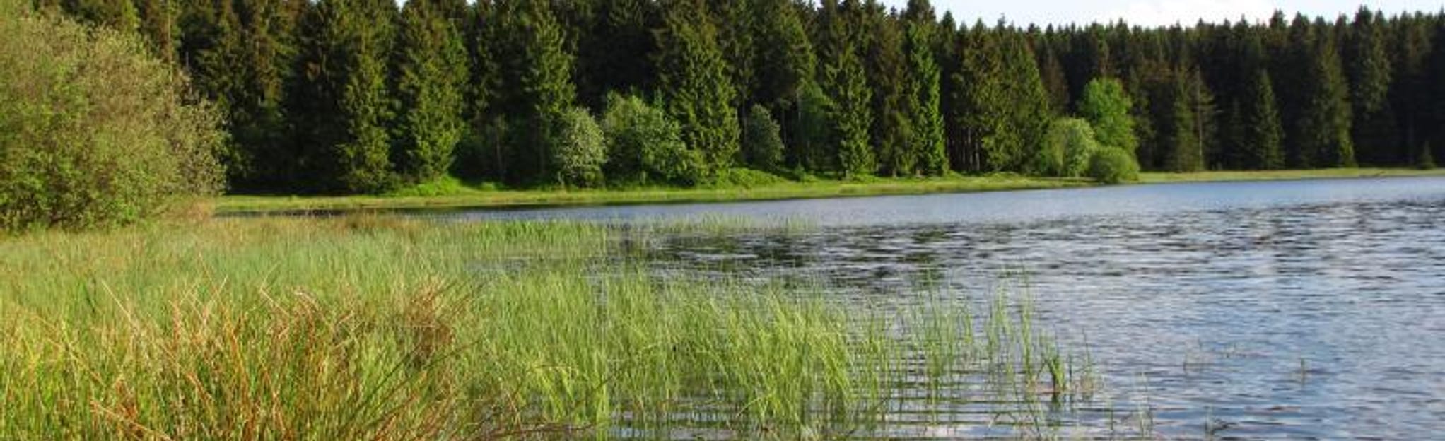 Kiefhölzer Teich Pfad am Graben, Lower Saxony, Germany 5 Reviews