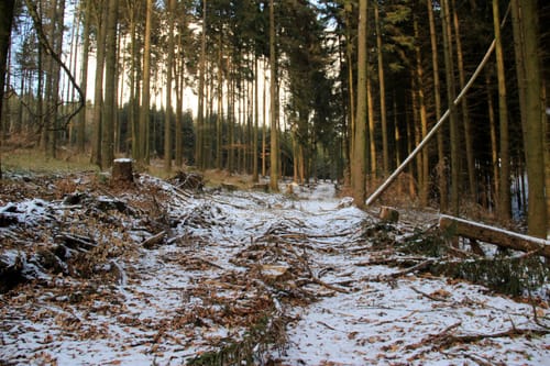 Marke - Kneppelberg
