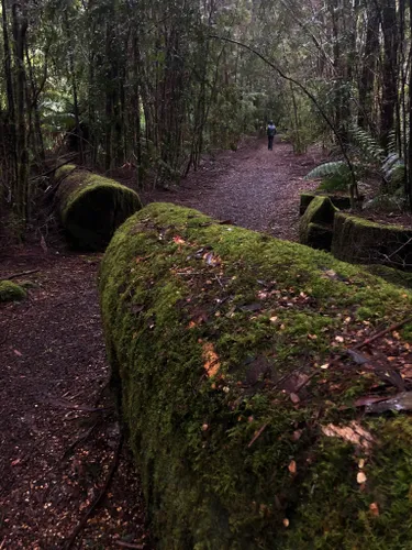 mappa della foresta di aokigahara