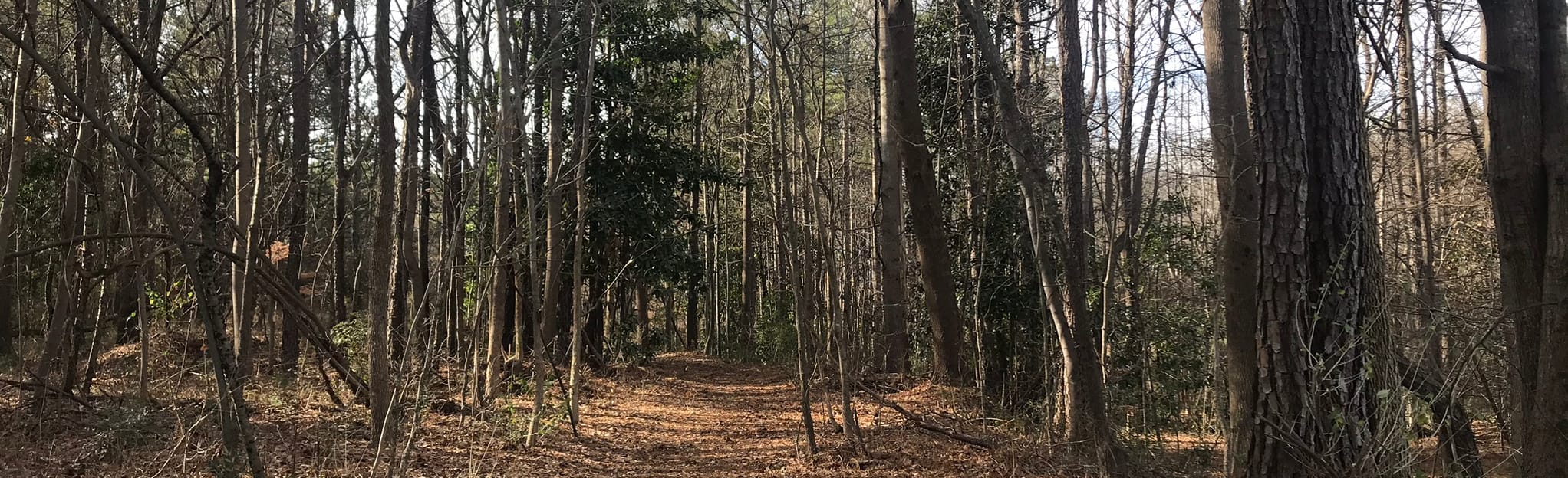 Ashford Forest Preserve Trail 50 Reviews, Map AllTrails