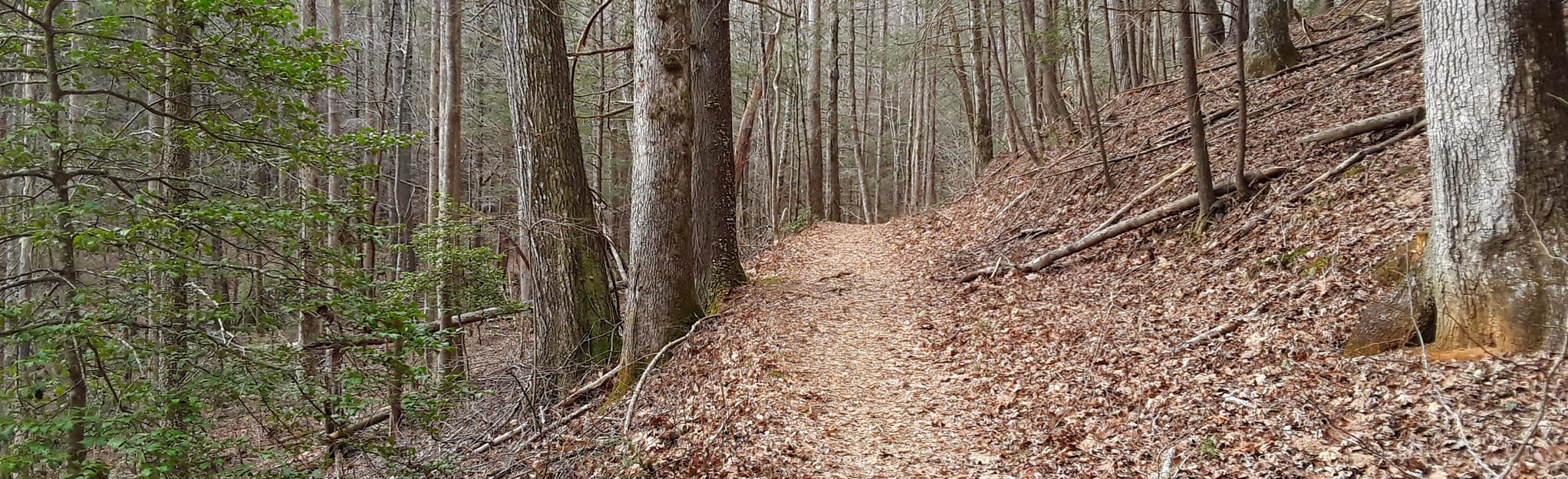 Byron Herbert Reese Nature Trail: 125 Reviews, Map - Georgia | AllTrails