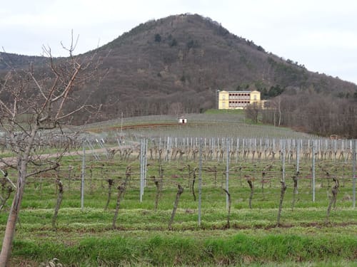 Edenkoben: Runde im Rosengarten