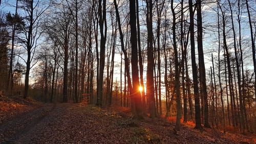 Mittelaschenbach ab Morles