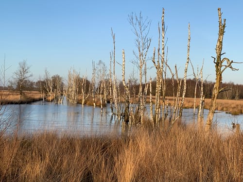 Natuurommetje Bargerveen