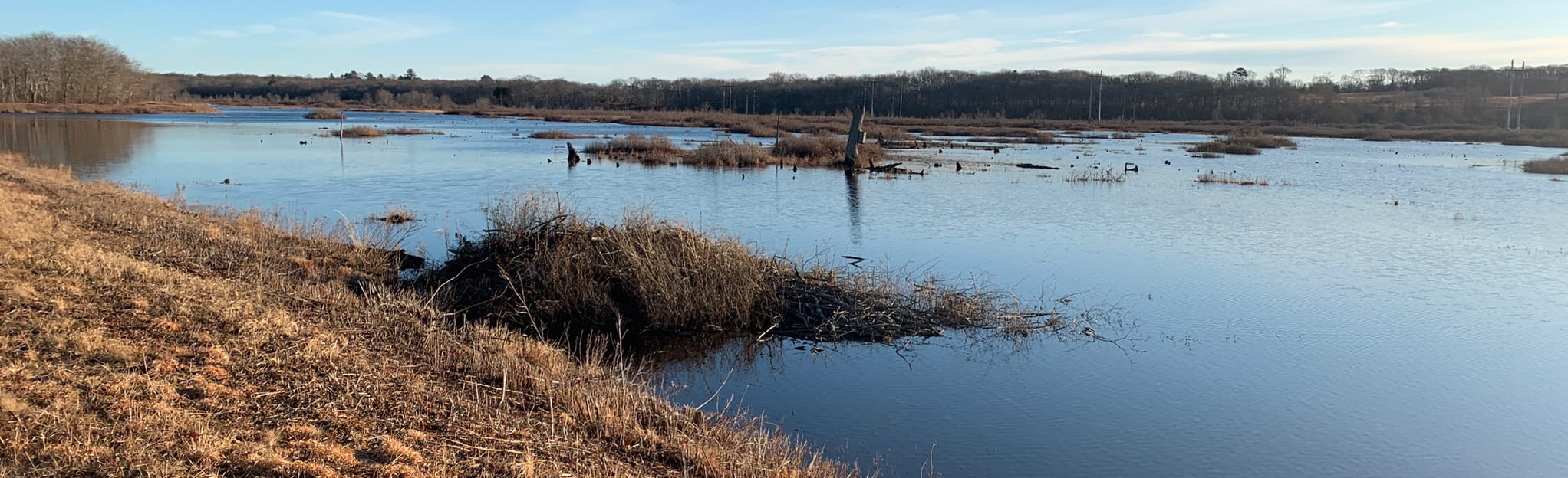 Great Swamp Trail | Map, Guide - Rhode Island | AllTrails