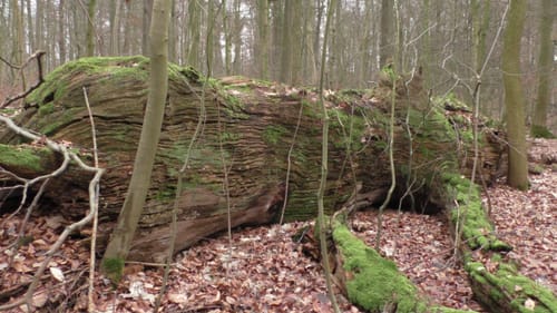 Lutter am Barenberge - Neuwallmoden