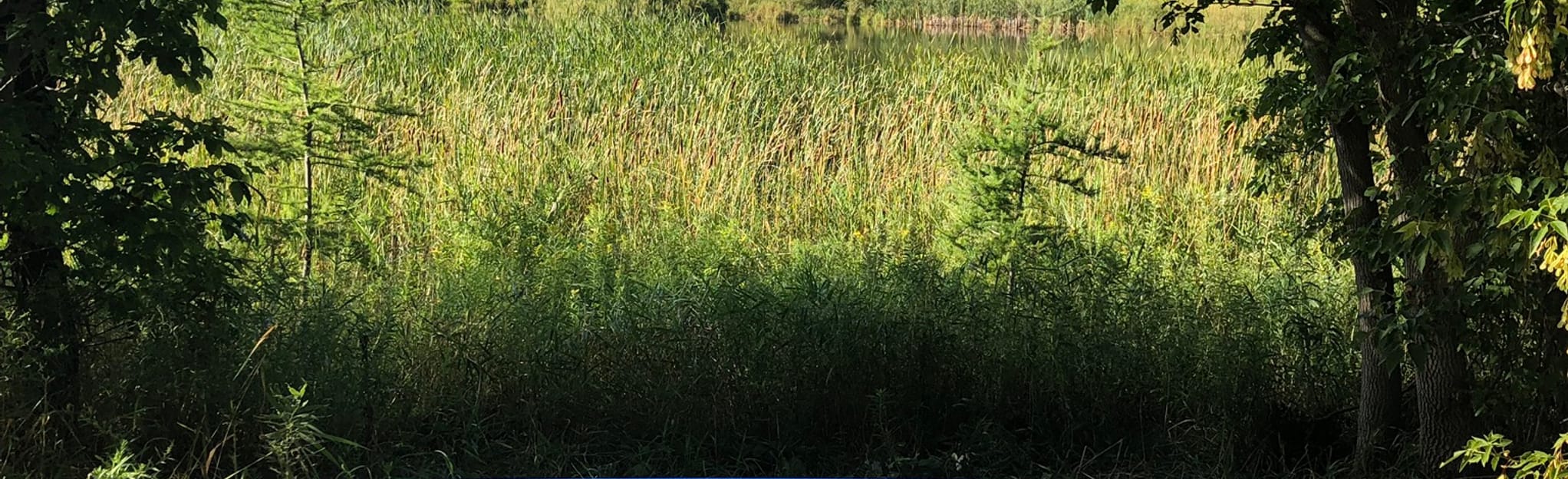 Clearview EcoPark Pond Loop 11 Fotos Ontario, Kanada AllTrails