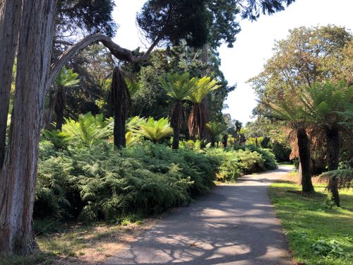 are dogs allowed at golden gate park