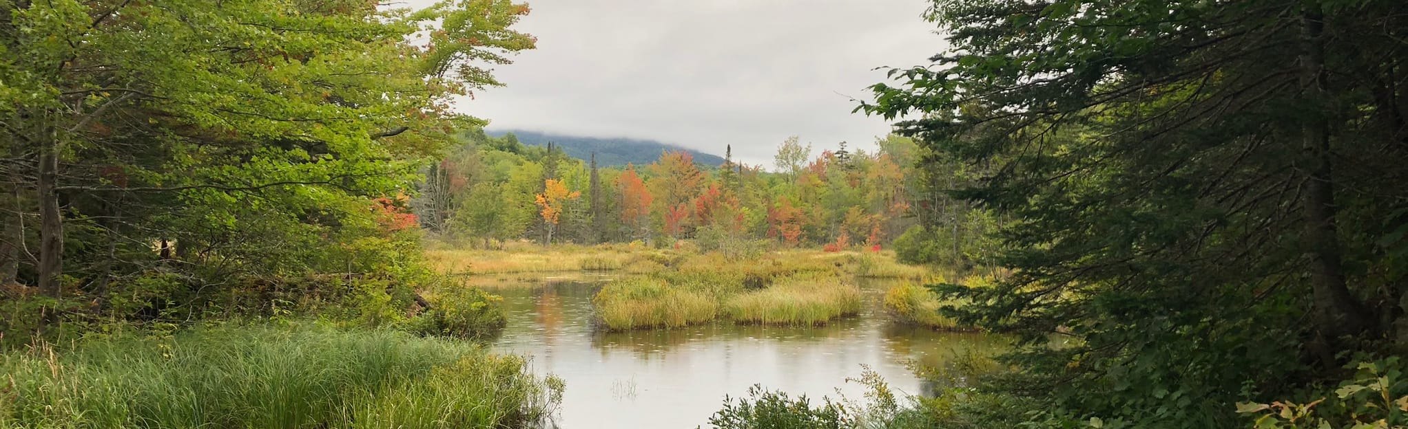 Guinea Pond Trail 26 Reviews, Map New Hampshire AllTrails