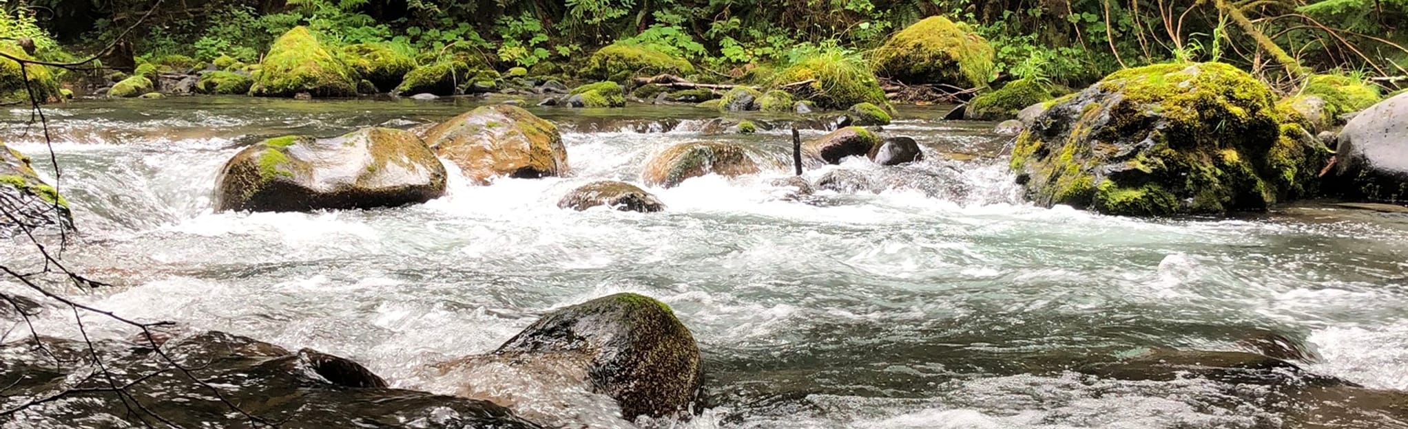 Dungeness Forks Campground Trail, Washington 27 Reviews, Map AllTrails