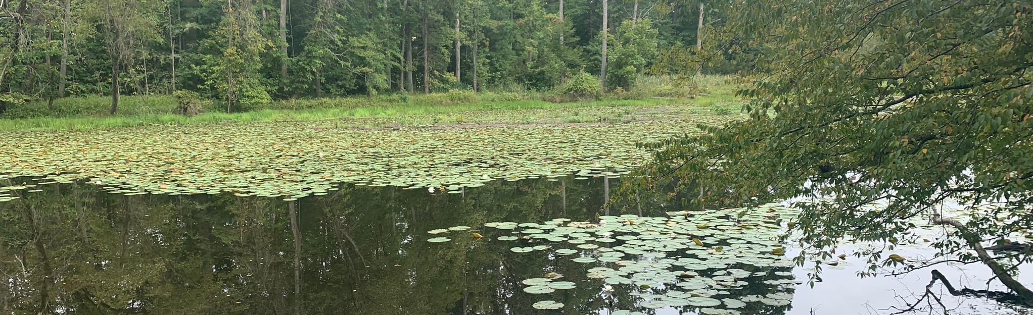 Powhatan Trail 199 Reviews, Map Virginia AllTrails