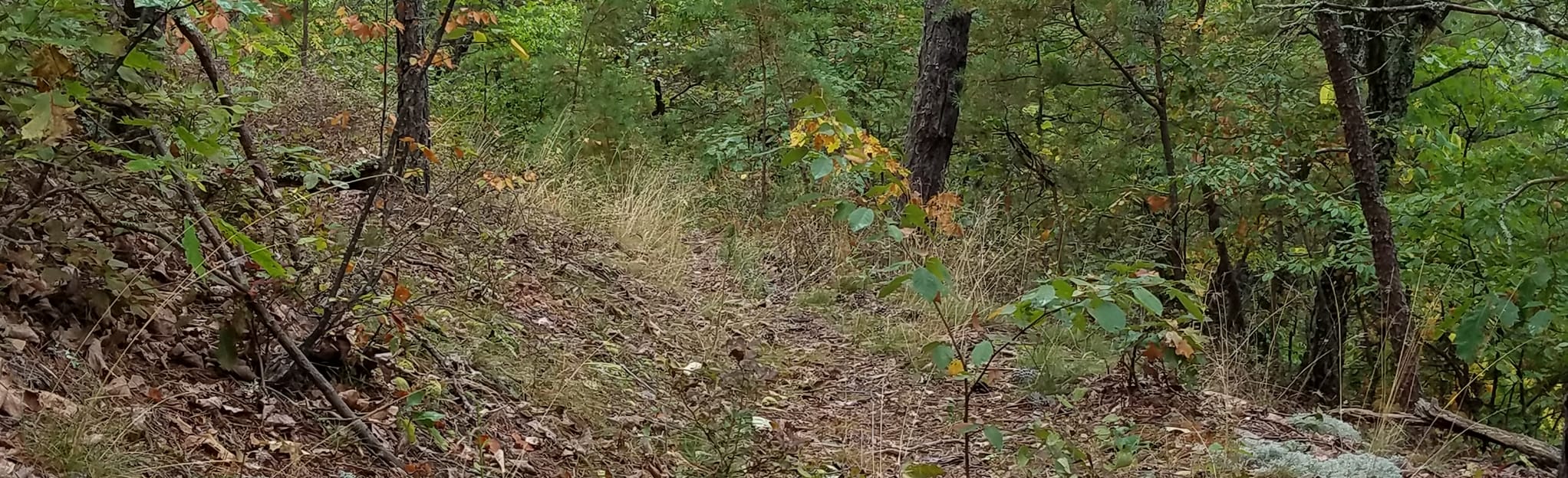 Oliver Mountain Trail, Virginia 4 Reviews, Map AllTrails